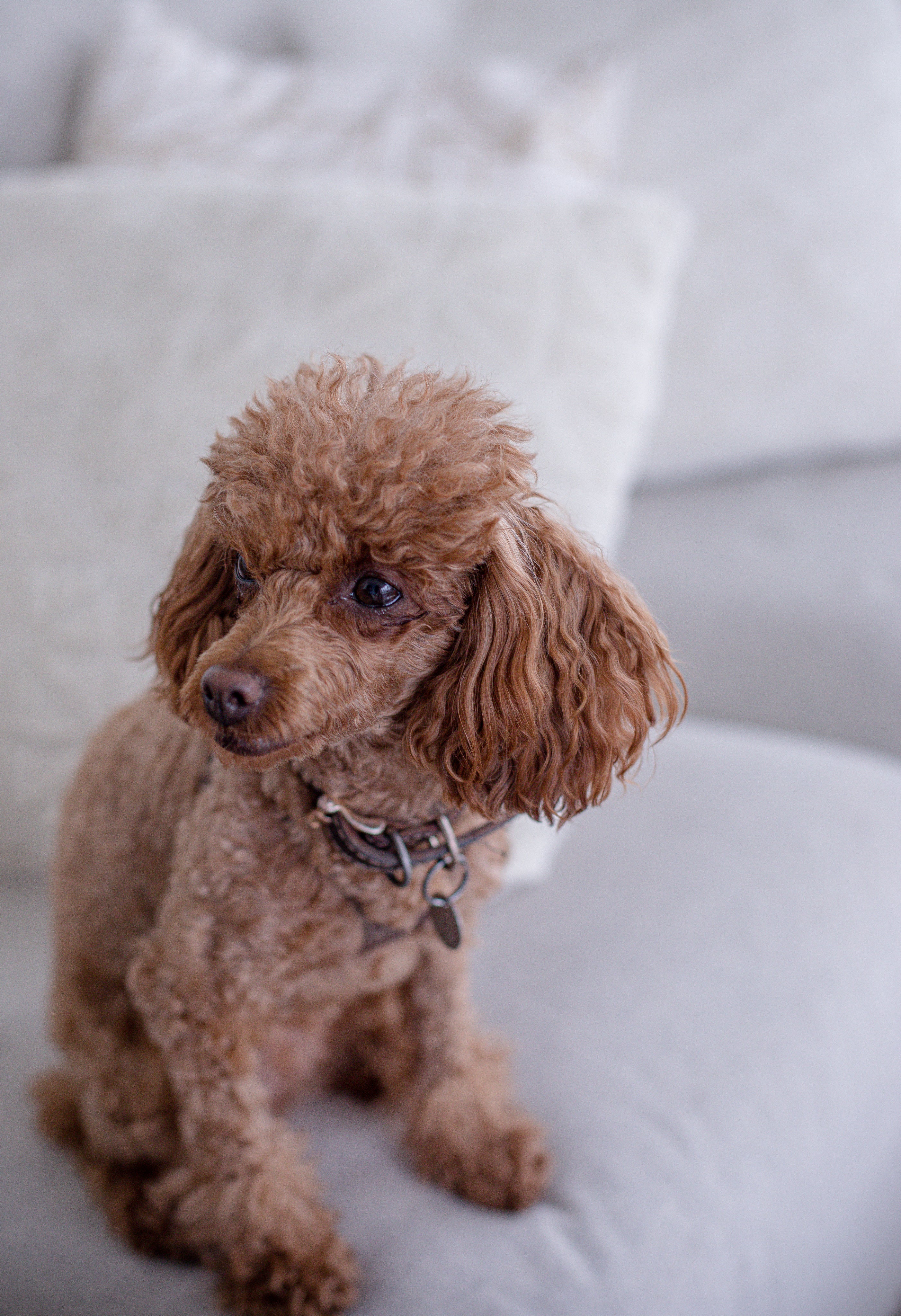 files/small-brown-dog-sits-on-a-white-couch.jpg